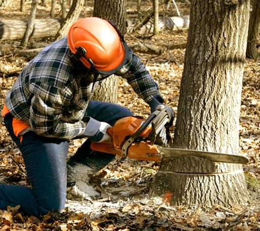 Tree Removal in Shawsville, VA